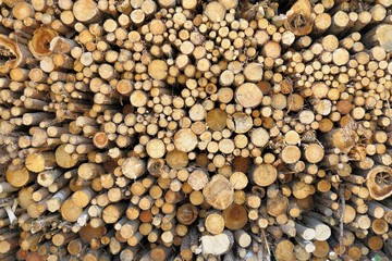 baumstämme frontansicht, schnittholz gestapelt