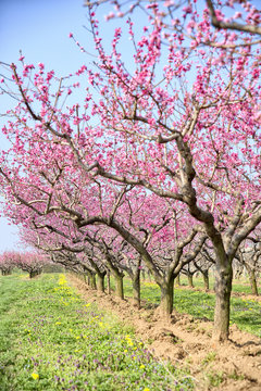 Rows of peaches in a field