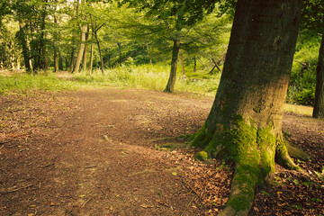 Obraz premium European forest