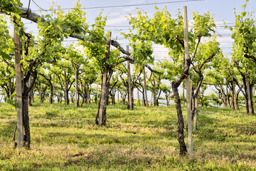 View of green vineyard's rows - 67639363
