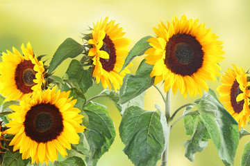 Obraz premium background with sunflowers