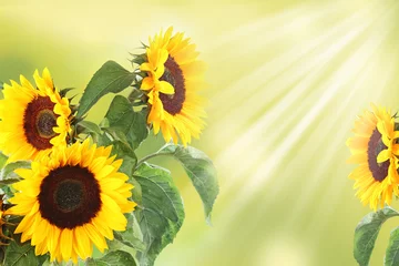 Foto op Canvas achtergrond met zonnebloemen © Alina G