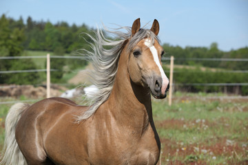 Amazing stallion running on summer pasturage