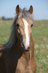 Amazing stallion running on summer pasturage