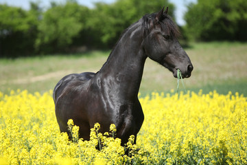 Obraz na płótnie Canvas Gorgeous black friesian horse in colza field
