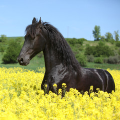 Amazing friesian horse running in colza field