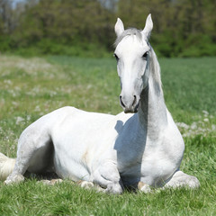 Obraz na płótnie Canvas White lying horse