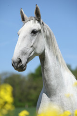 Gorgeous white lipizzaner with yellow flowers