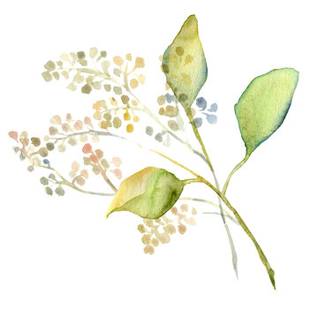 Fototapeta Watercolor flowers