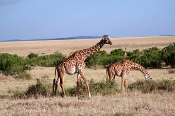 Girafes Masaï
