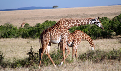 Naklejka na ściany i meble Duo de girafes dans la savane Kenyane