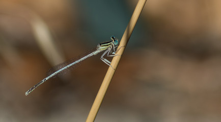 Libellule