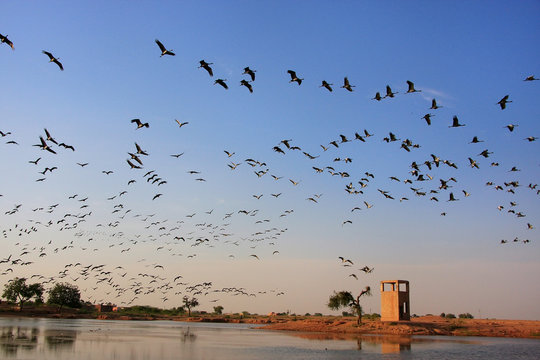 Flock of demoiselle crains flying in blue sky, Khichan village,