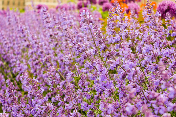 purple lavender flowers in the field