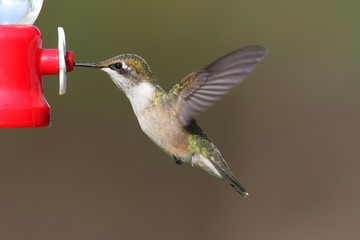 Fototapeta premium Female Ruby-throated Hummingbird (archilochus colubris)