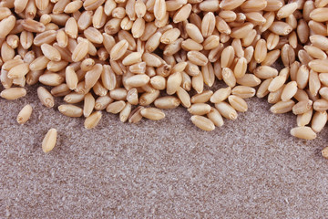 Grains of wheat close-up