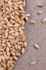 Grains of wheat close-up