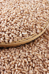 wheat in Bamboo Basket & Outside Bamboo Basket Isolated