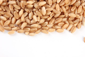 Grains of wheat close-up