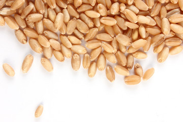 Grains of wheat close-up