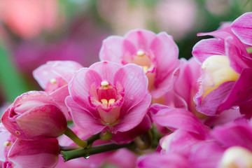Beautiful pink orchid flowers