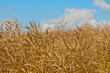 rapeseed field