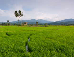 Fototapeta na wymiar Paddy field with blue sky at Kota Marudu, Sabah, Malaysia