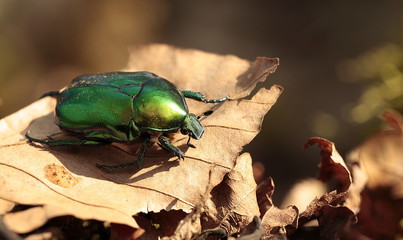 Rosenkäfer