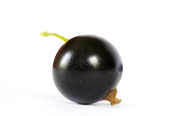 black currant