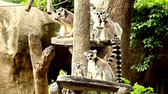 Lemur in nightsafari chiangmai Thailand