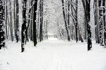 winter forest