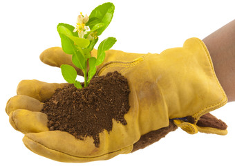 main gantée tenant une plante sur motte de terre