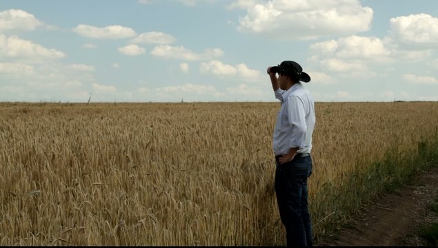Man looking at a field of wheat