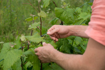 Tying vine branches