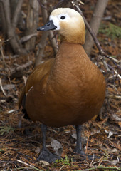 ruddy shelduck or red duck which sits under a bush winter day