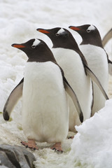 Fototapeta premium Three Gentoo penguins standing on the road