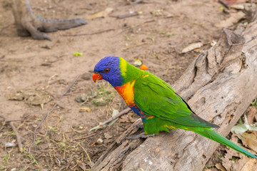 Parrot on the old log