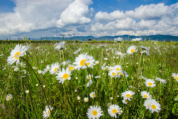 Entspannung pur: Blumenwiese in der Pfalz :)