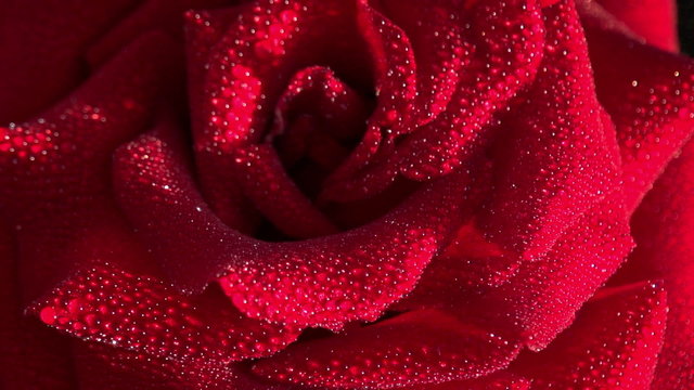 Red Rose in Dewdrop