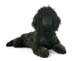 puppy poodle