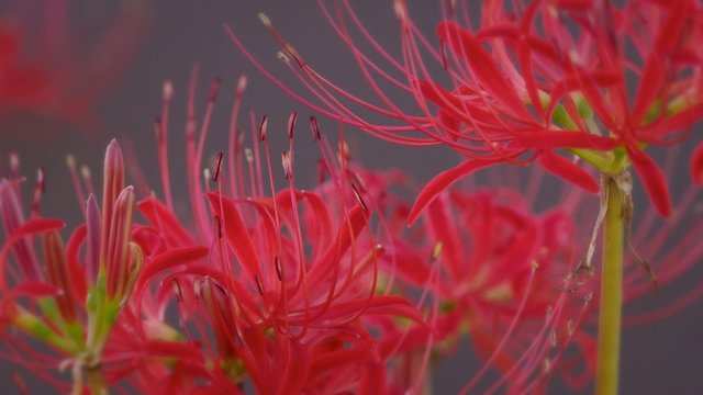 グレーの世界に咲く彼岸花