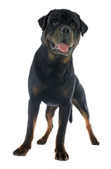 Obraz premium rottweiler
