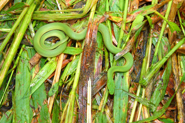 Smooth Green Snake (Opheodrys vernalis)