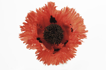 Mohnblume