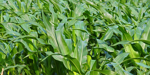 Panoramic Cornfield Background