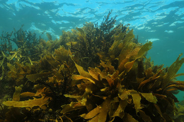 Shallow water kelp forest in temperate Pacific ocean - obrazy, fototapety, plakaty