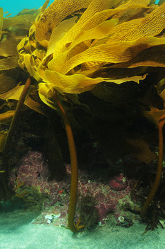 Kelp Ecklonia radiata growing on rocky reef in current