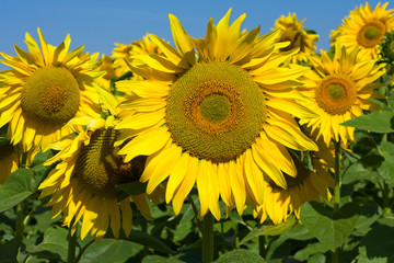 Sunflower field over blue sky