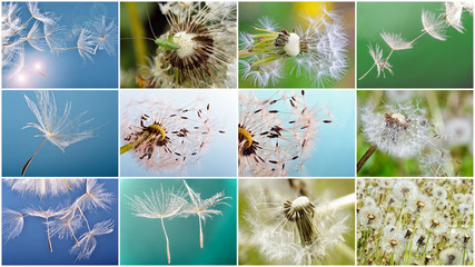 Collage: dandelion clock :)