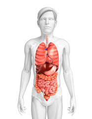 Digestive system of male body